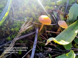 Környei gombákok :)