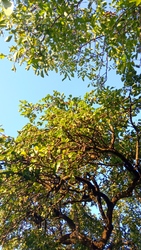 Kiskunmajsa