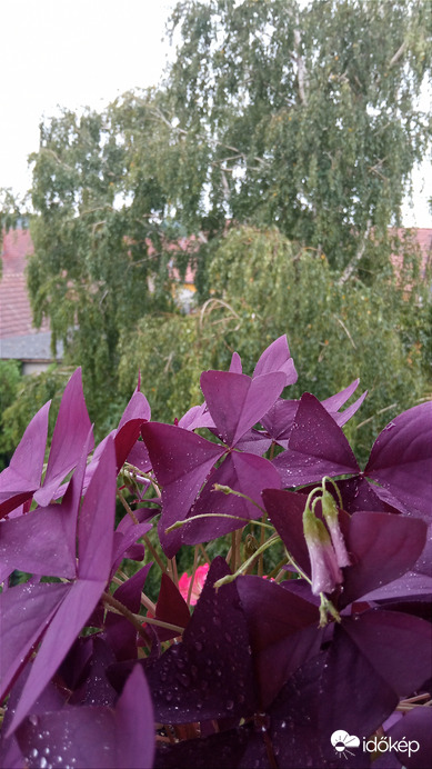 Kiskunmajsa