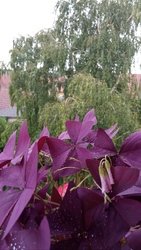 Kiskunmajsa