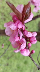 Kiskunmajsa