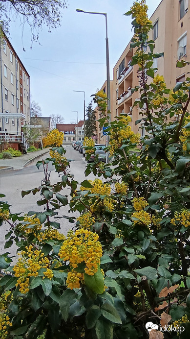 Kiskunmajsa