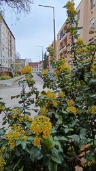 Kiskunmajsa