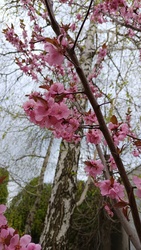 Kiskunmajsa