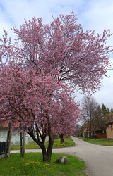 Kiskunmajsa