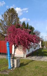 Kiskunmajsa
