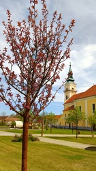 Kiskunmajsa