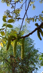 Kiskunmajsa