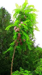 Kiskunmajsa