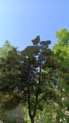 Kiskunmajsa