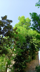 Kiskunmajsa