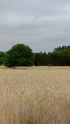 Kiskunmajsa