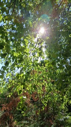 Kiskunmajsa