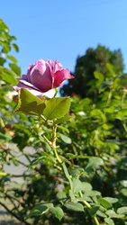 Kiskunmajsa