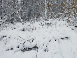 Novemberi tél