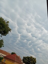 Tófej