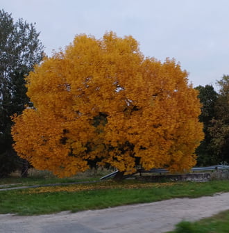 Ménfőcsanak