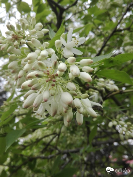 Kaukázusi hólyagfa