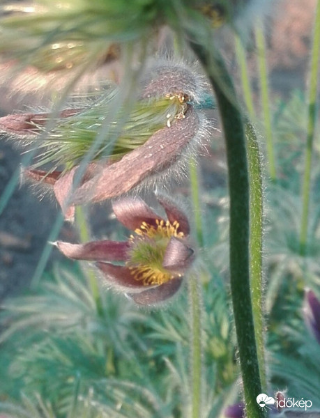 Metamorfózis kökörcsin módra