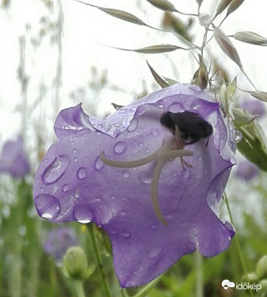 Két zápor között