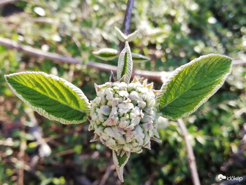 /Szárnyas, füles:) / Bangita