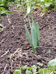 A kis kiváncsi hóvirág!