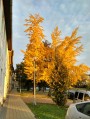 Eger