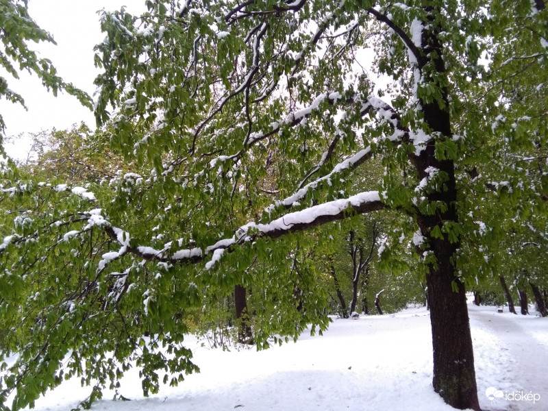 Lombos-havas fák