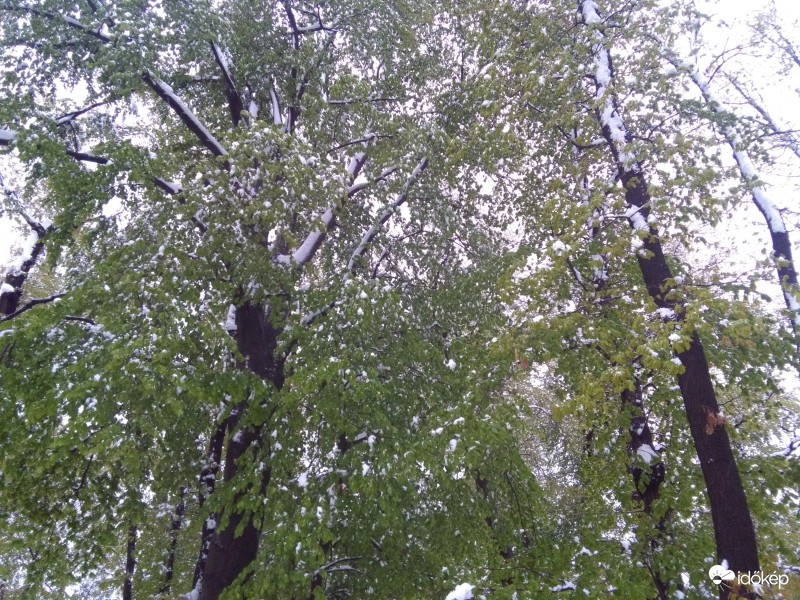 Havas-lombos fák