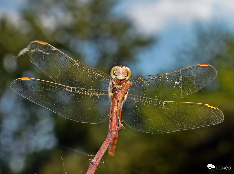 Egy mosolygó szitakötő