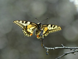 Fecskefarkú pillangó