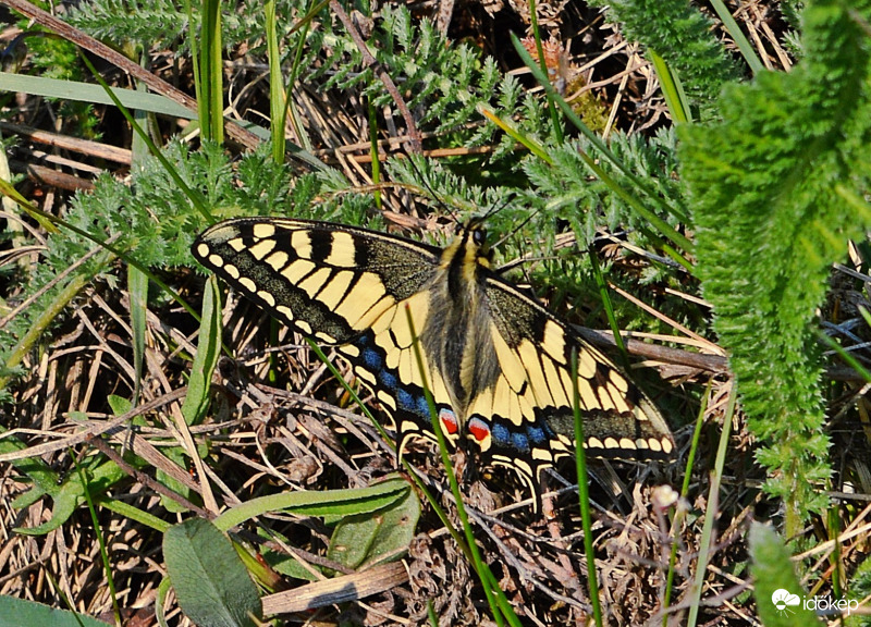 Fecskefarkú pillangó