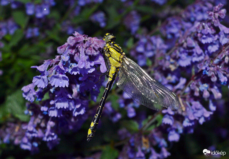 Feketelábú szitakötő 