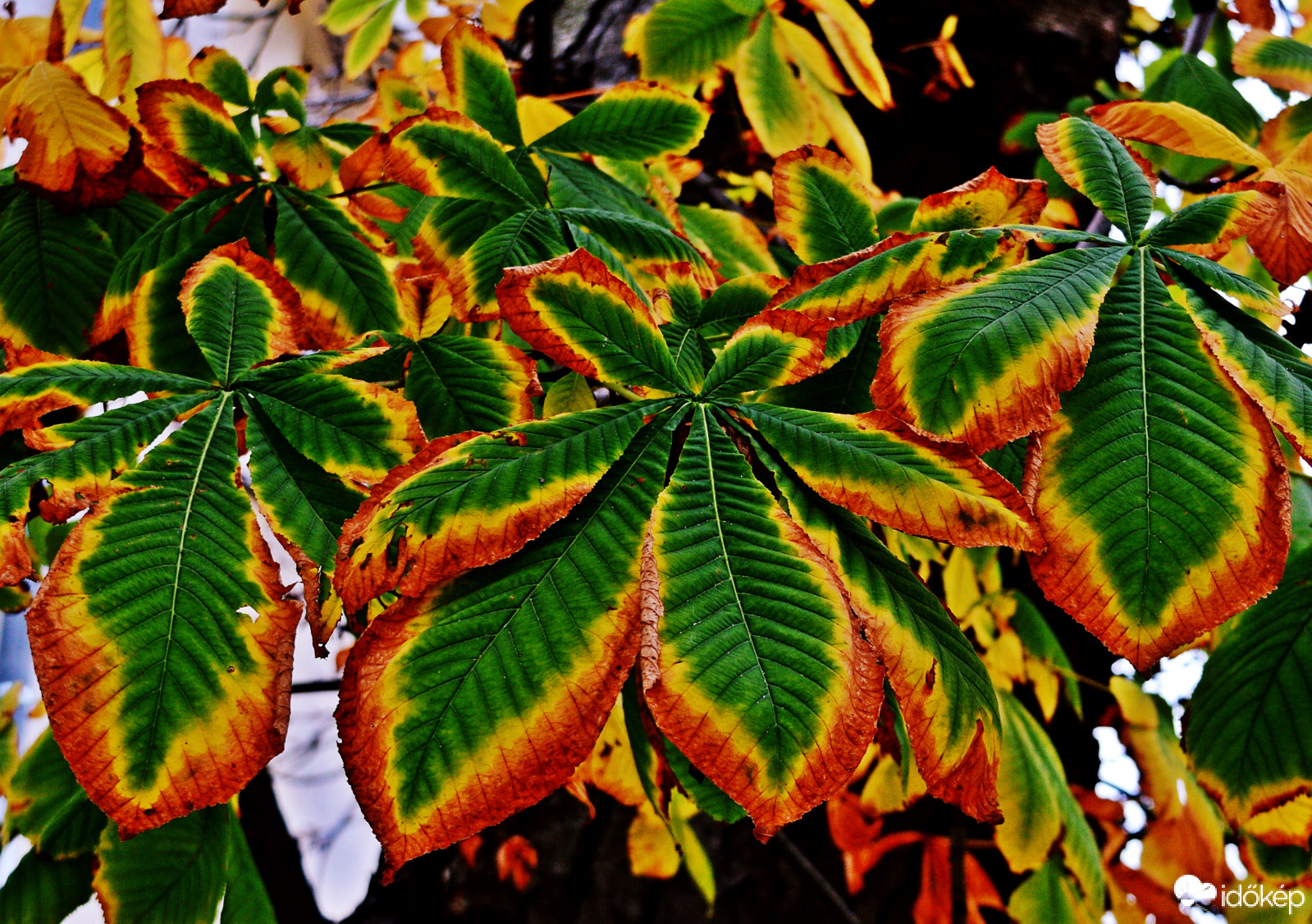 Keretezettgesztenyelevelek