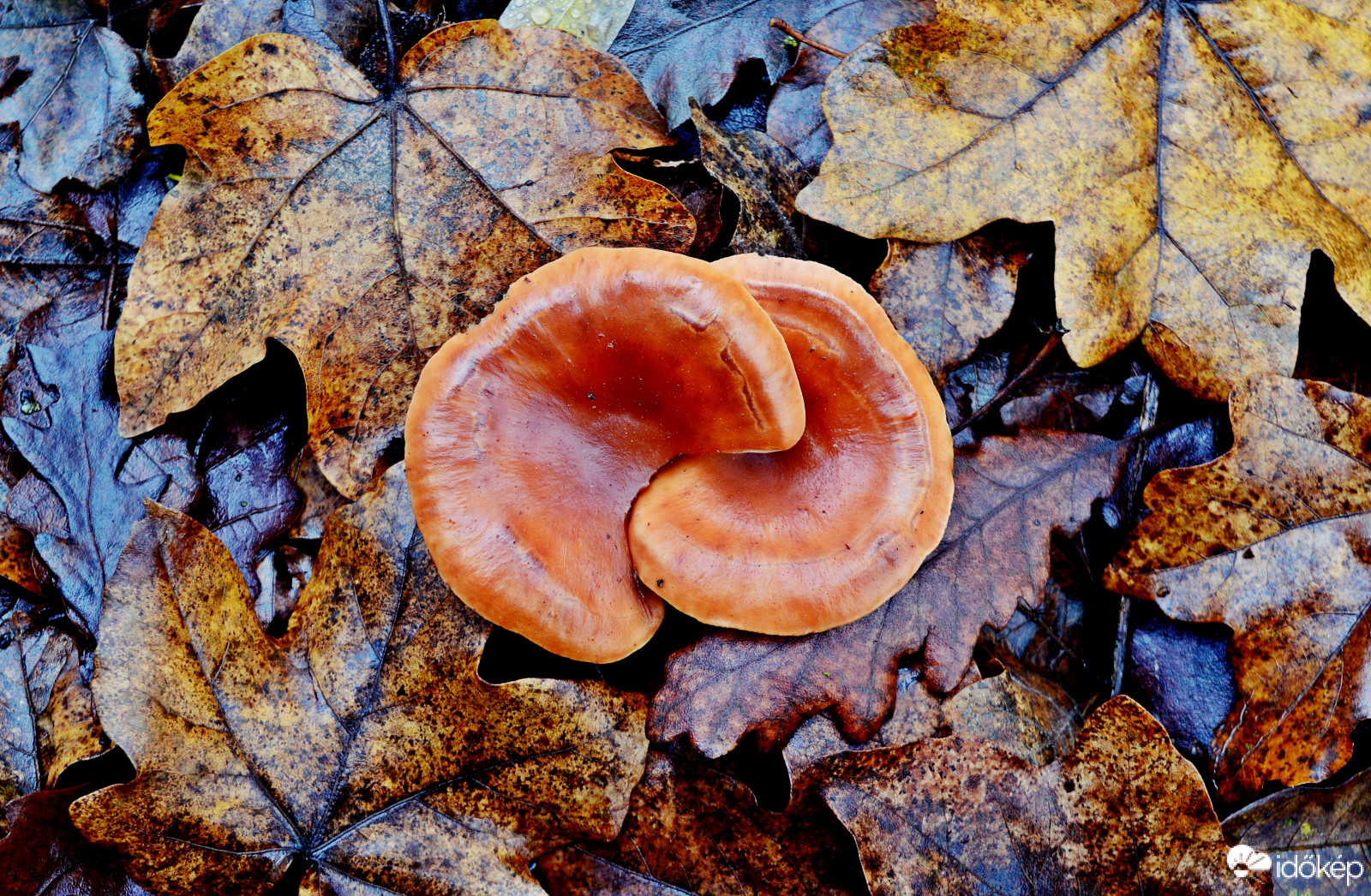 Megeszlek...Nem én eszlek meg...