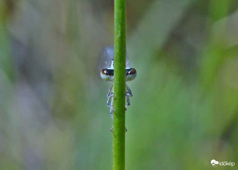 Na most jól elbújtam.