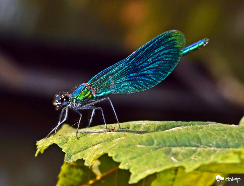 Kék sávos szitakötő