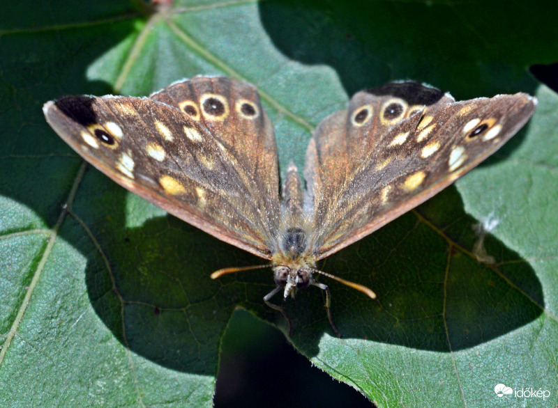 Szemes lepke