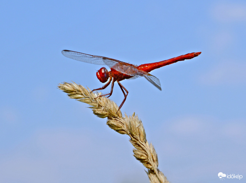 Balerina