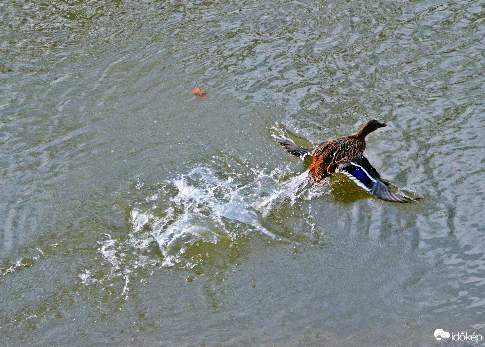 Mikor a kacsa pillangózik