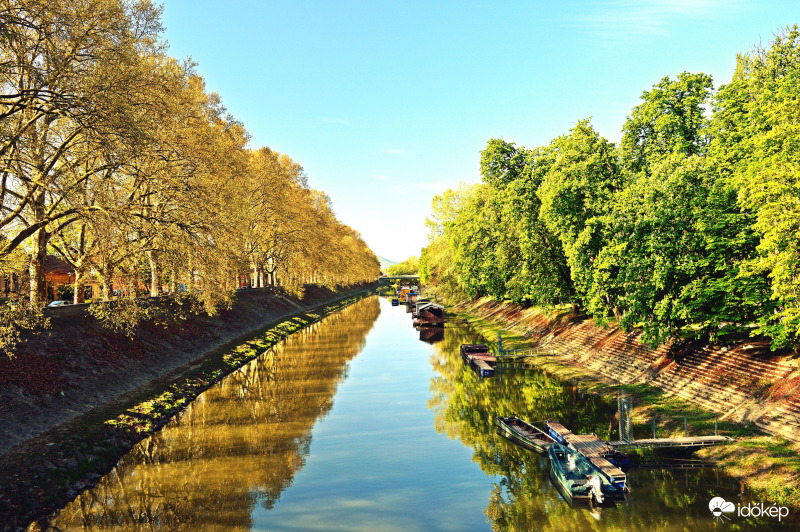 Platán és gesztenye