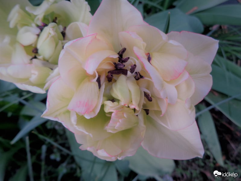 szinváltó tulipán