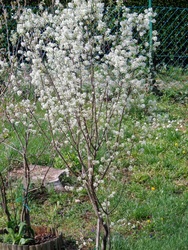 kis "menyasszonyka"