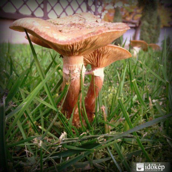 Kellemes meleg a gombàknak is kedvez!