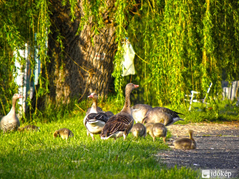 Megérkeztek az utódok! :)