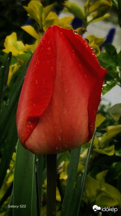 Eső cseppes tulipán 