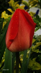 Eső cseppes tulipán 