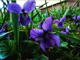 Harmatcseppes ibolya 