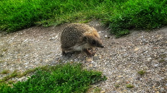 Süni