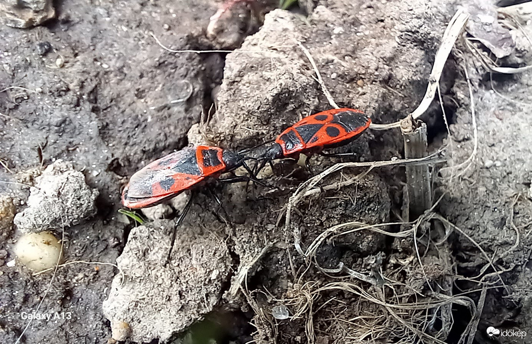 Bodobácsok
